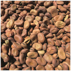 Fèves sèches gros calibre 800g